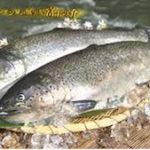 富士の介(ふじのすけ)サーモン通販お取り寄せ!忍沢養殖場のさしみや漬け魚は?値段や口コミ!【青空レストラン】